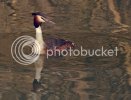 grebe0009copy.jpg