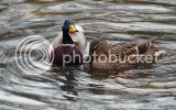 mallards0050copy.jpg