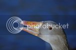 88497_greygoose0272_copy.jpg