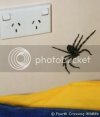 spider1.jpg