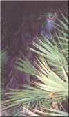 Myakka_ape2_closeup.jpg