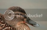 zzzmallard0102.jpg