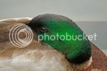 zzzmallard0103.jpg