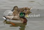 zzzmallard0105-1.jpg