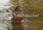 zzzmallard0106.jpg