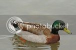 zzzmallard0107.jpg