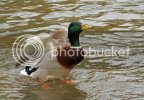 zzzmallard0109.jpg