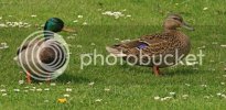mallards0142copy.jpg