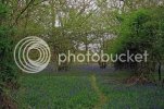 bluebells0150copy.jpg