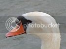 swan0148copy.jpg