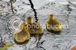 goslings0156copy.jpg