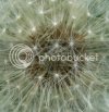 dandylion0175copy.jpg