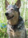AustralianCattleDogOzzie.jpg