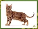 toyger02.jpg