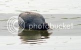 coot01191.jpg