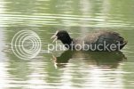 coot0186copy.jpg