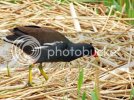 moorhen0197copy.jpg