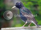 starling0248copy.jpg