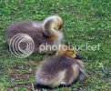 goslings0283copy.jpg