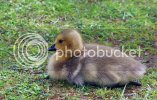 goslings0284copy.jpg