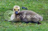 goslings0285copy.jpg