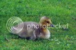 goslings0287copy.jpg