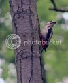 woodpecker0325copy.jpg