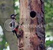 woodpecker0323copy.jpg