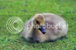 gosling0326copy.jpg