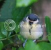 greattit0388copy.jpg