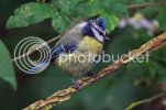 bluetit0419copy.jpg