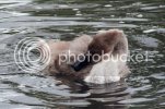 cygnet0432copy.jpg