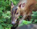 muntjac0425copy.jpg