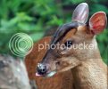 muntjac0426copy.jpg