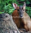 muntjac0427copy.jpg