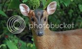 muntjac0428copy.jpg