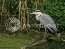 heron0475copy.jpg