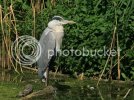 heron0474copy.jpg