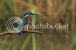 kingfisher0481copy.jpg