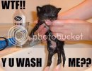 wtf_kitten-1.jpg