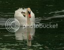 swan0491copy.jpg
