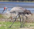 Sandhill_Crane.jpg Sandhill_Crane.jpg