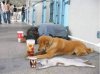 Beggar Cat.jpg