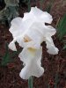 white iris.jpg