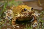 frog0618.jpg