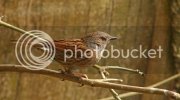 dunnock0060copy.jpg