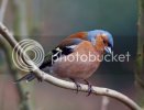 chaffinch0071.jpg