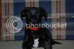 dogpics010.jpg