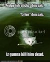 funny-pictures-cat-will-kill-dog.jpg