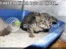 funny-pictures-cat-will-not-eat-toy.jpg funny-pictures-cat-will-not-eat-toy.jpg